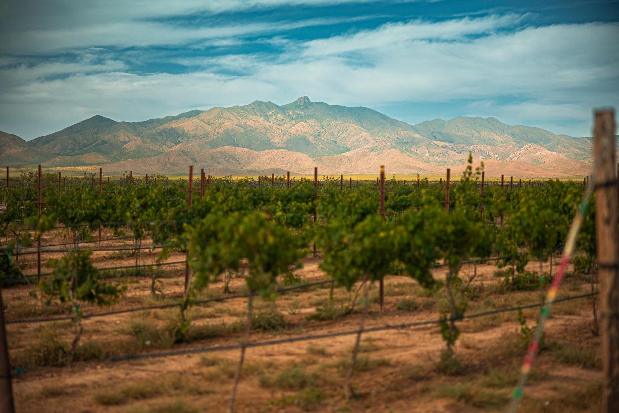 Вілла Casa Barbera At Tirrito Farm Віллкокс Екстер'єр фото